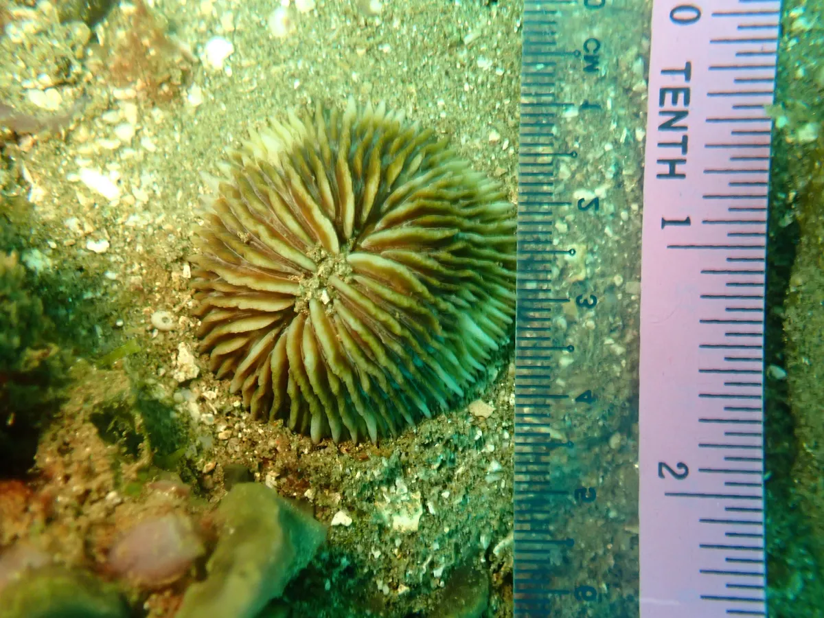 Fungiidae