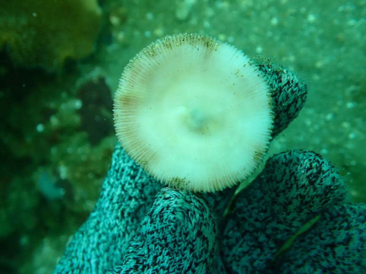Miniatura: Cycloseris (Cycloseris sp.)