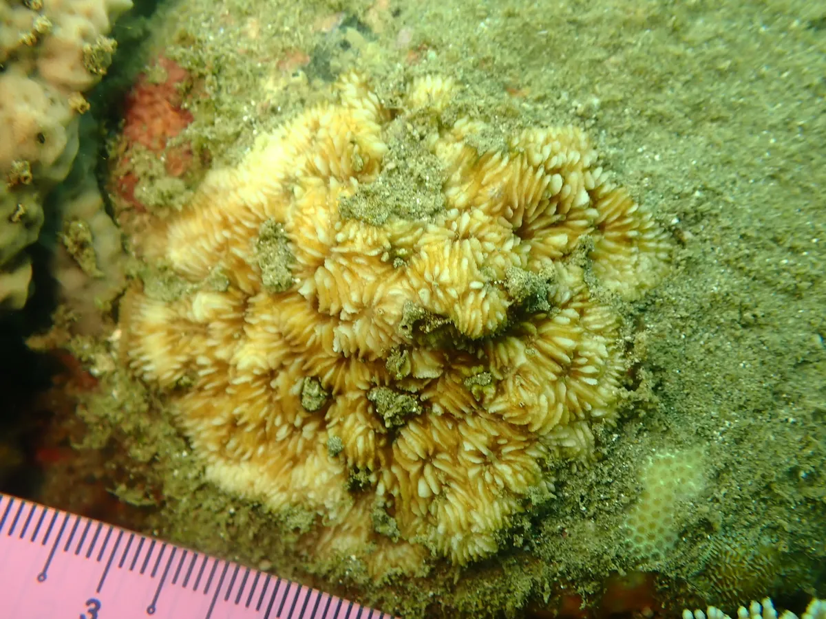 Miniatura: Cycloseris (Cycloseris sp.)