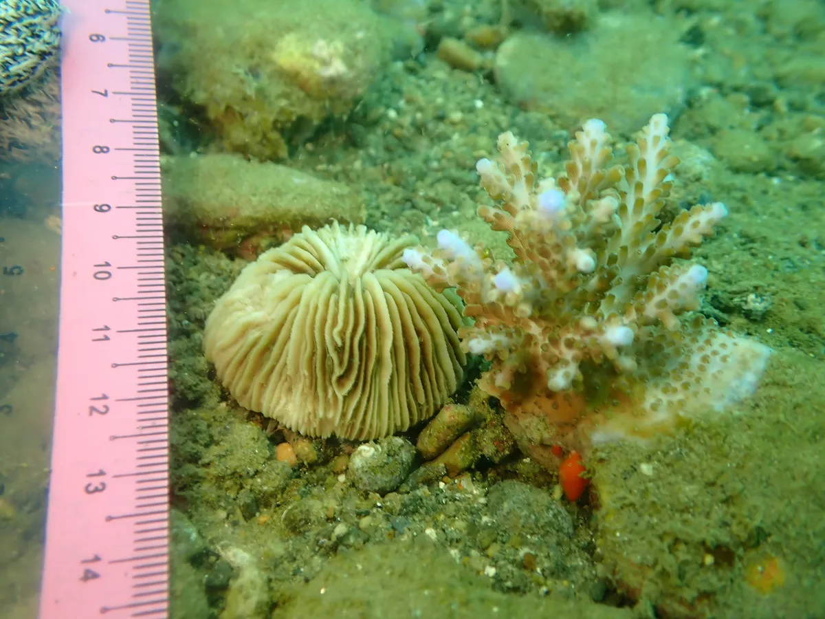 Miniatura: Cycloseris (Cycloseris sp.)