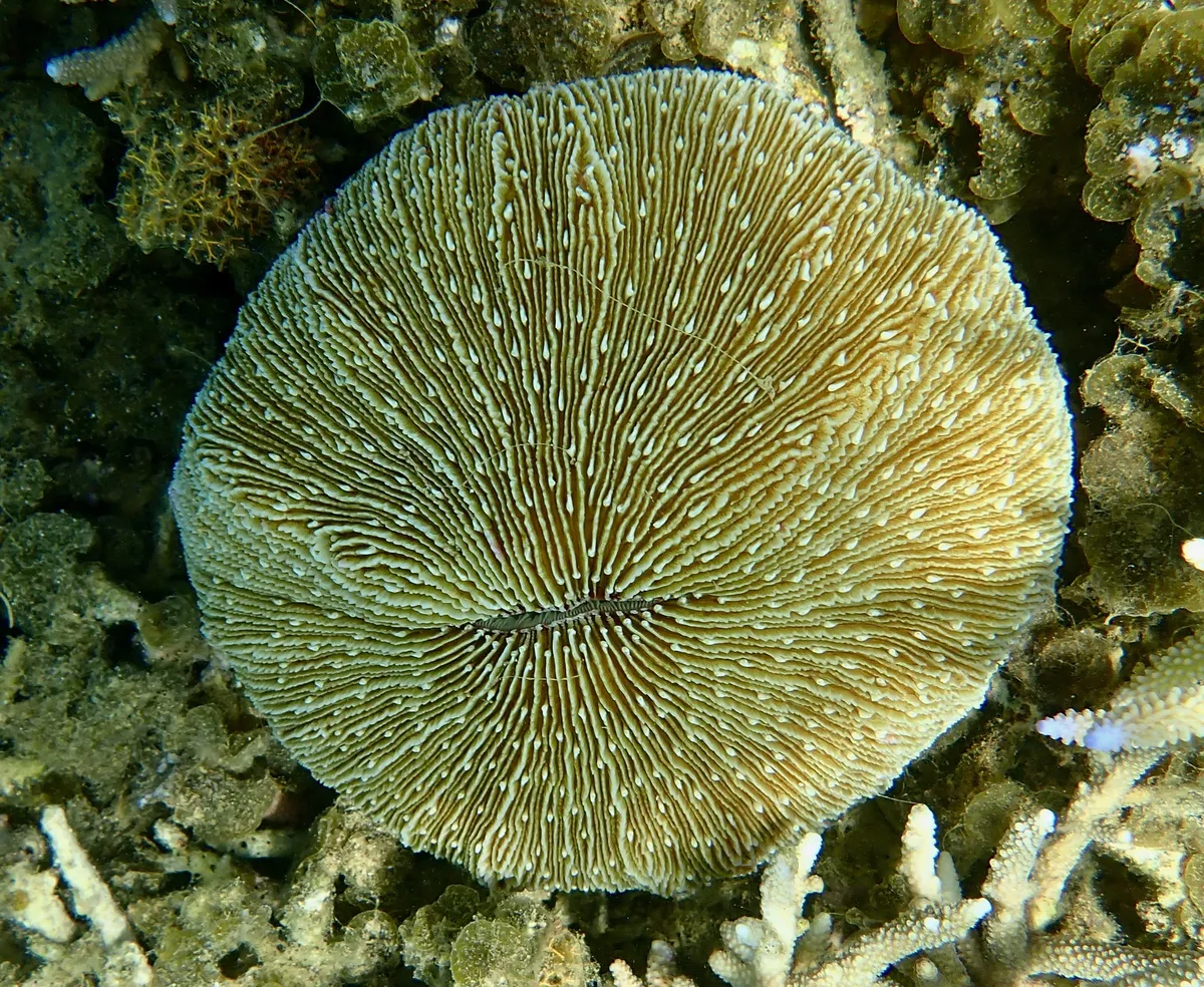 Fungia (Fungia sp.)