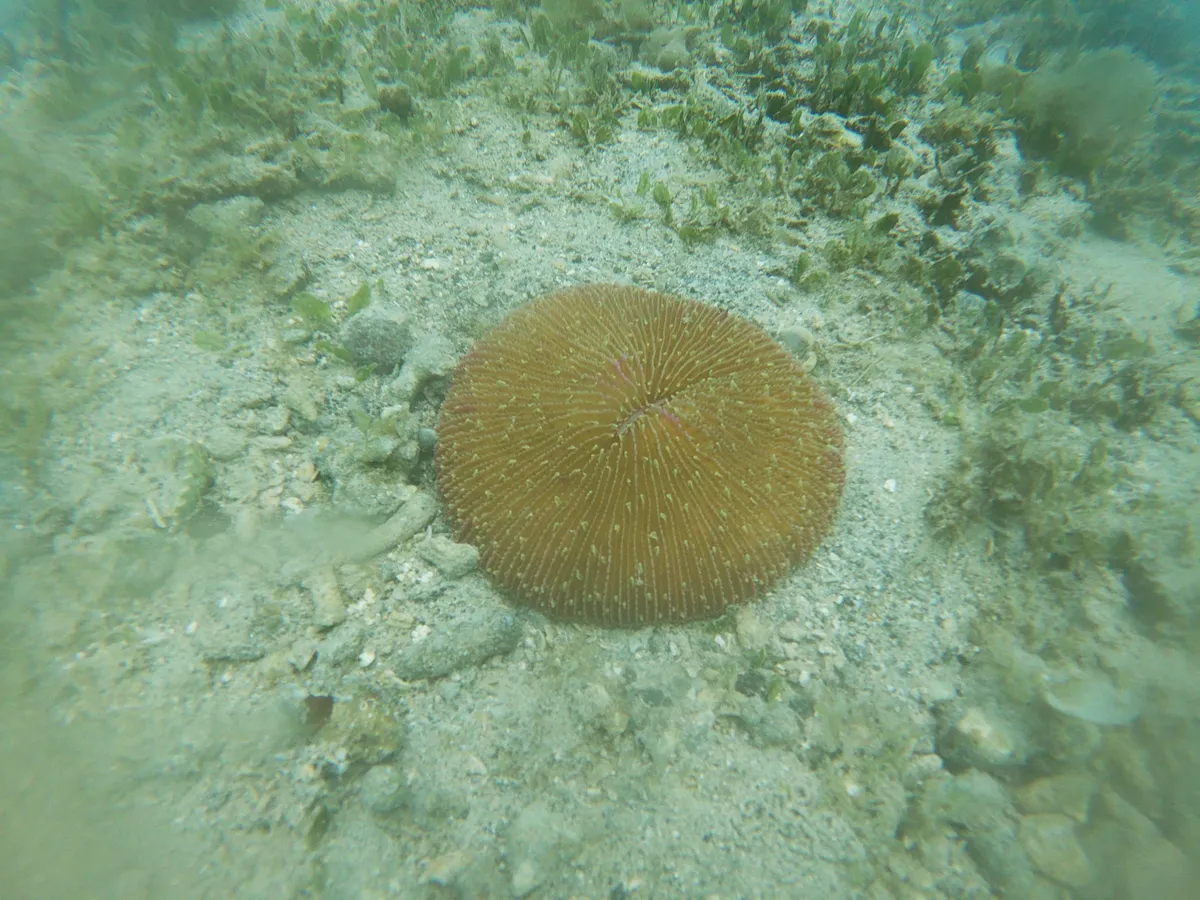Miniatura: Fungia (Fungia sp.)