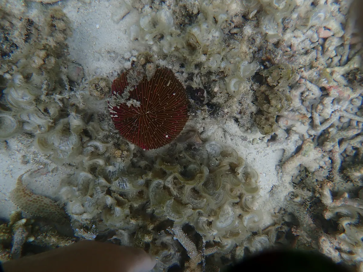Miniatura: Fungia (Fungia sp.)