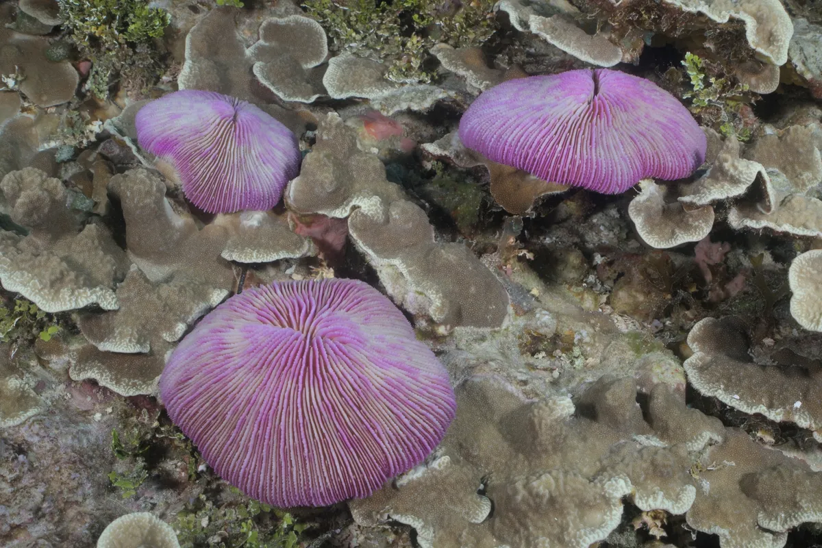 Miniatura: Fungia (Fungia sp.)
