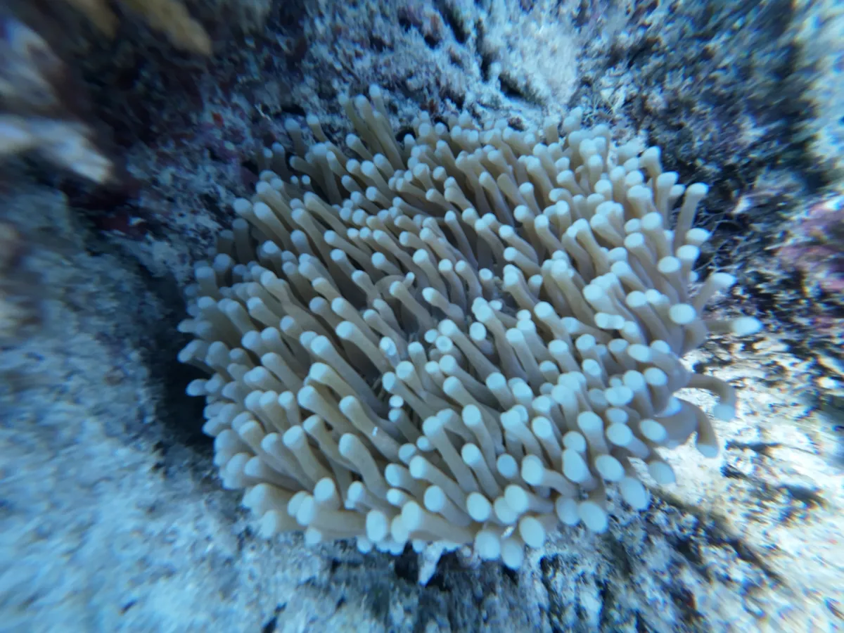 Heliofungia (Heliofungia actiniformis)
