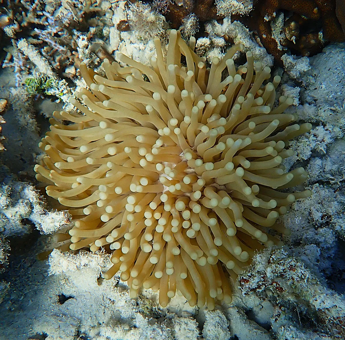 Miniatura: Heliofungia (Heliofungia actiniformis)