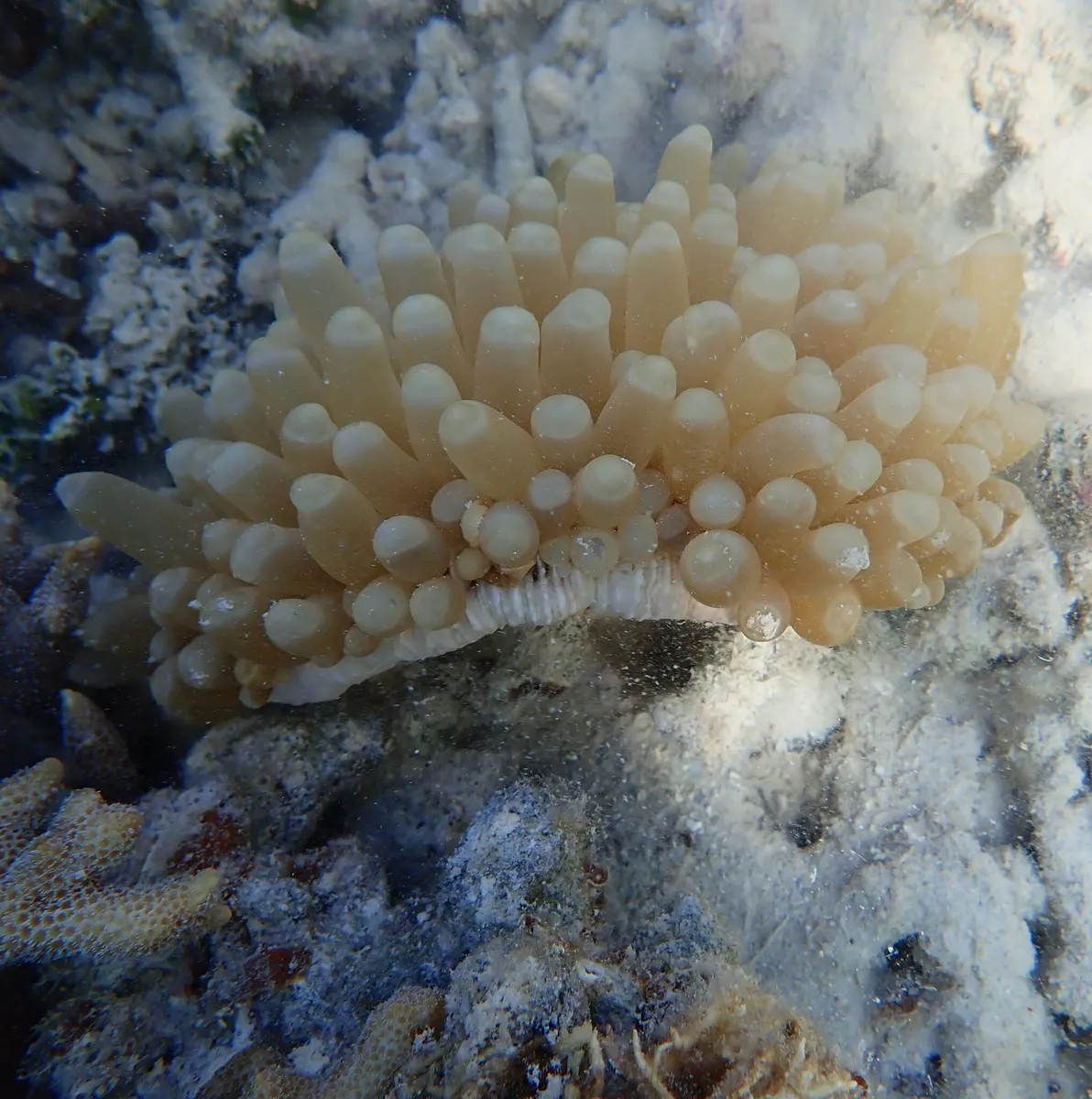 Miniatura: Heliofungia (Heliofungia actiniformis)