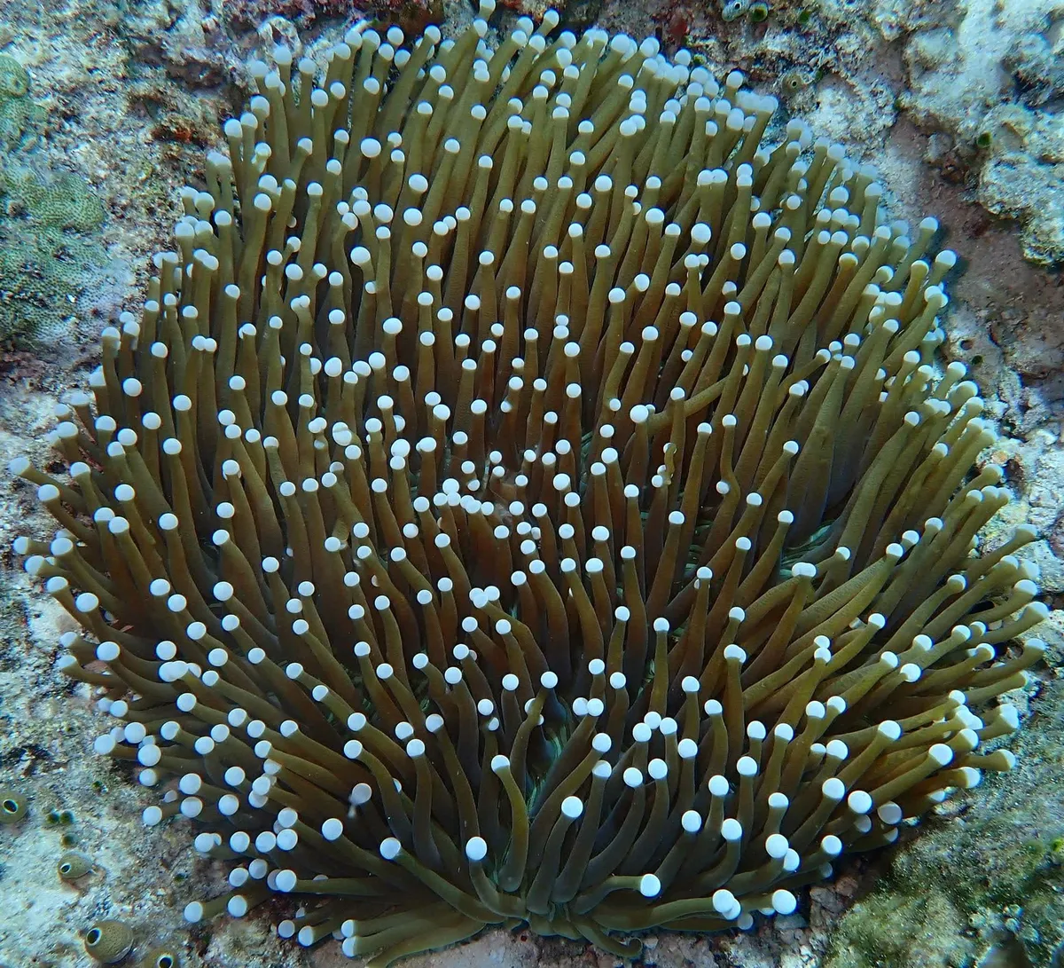 Miniatura: Heliofungia (Heliofungia actiniformis)