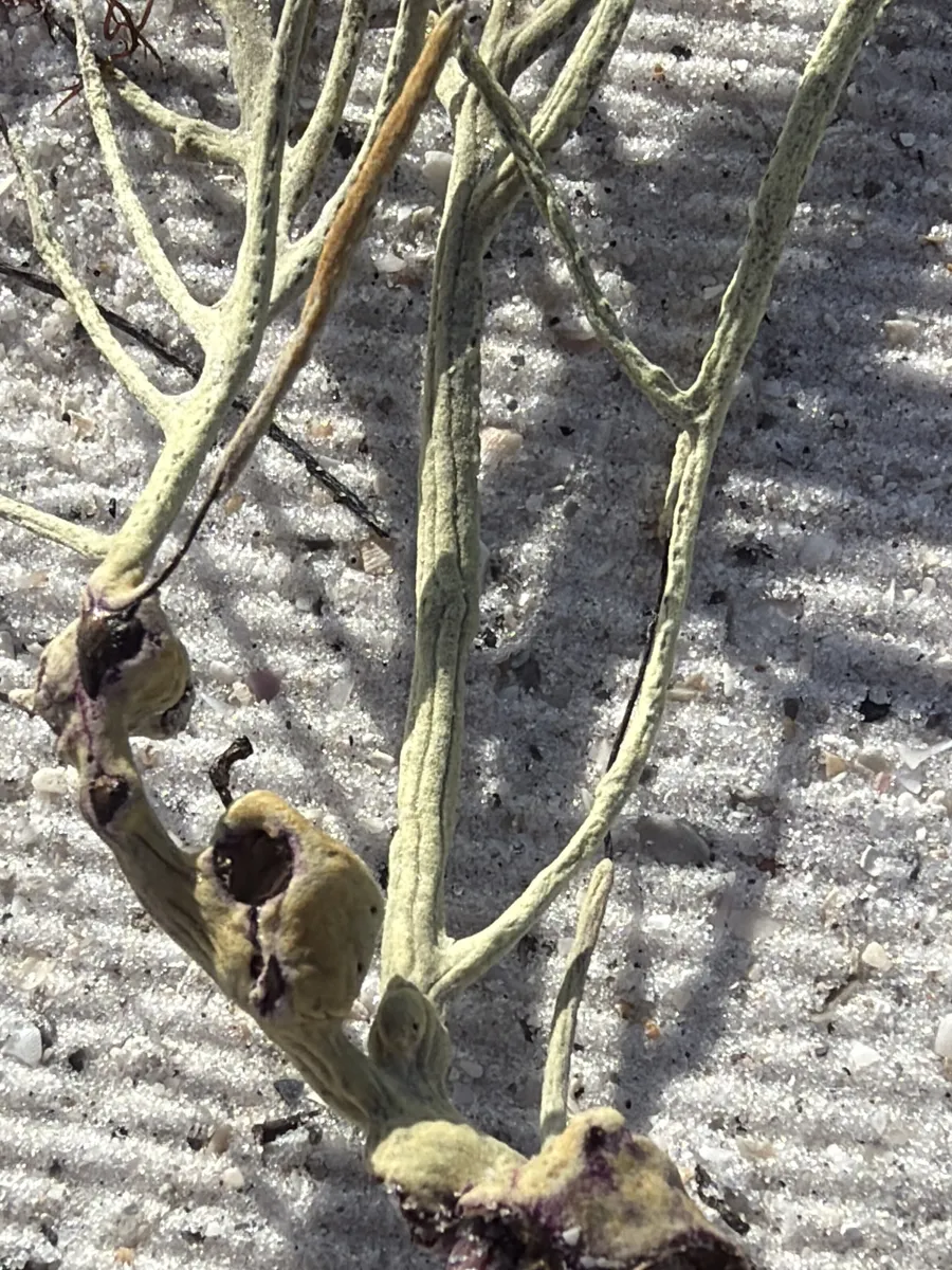 Miniatura: Antillogorgia (Antillogorgia sp.)