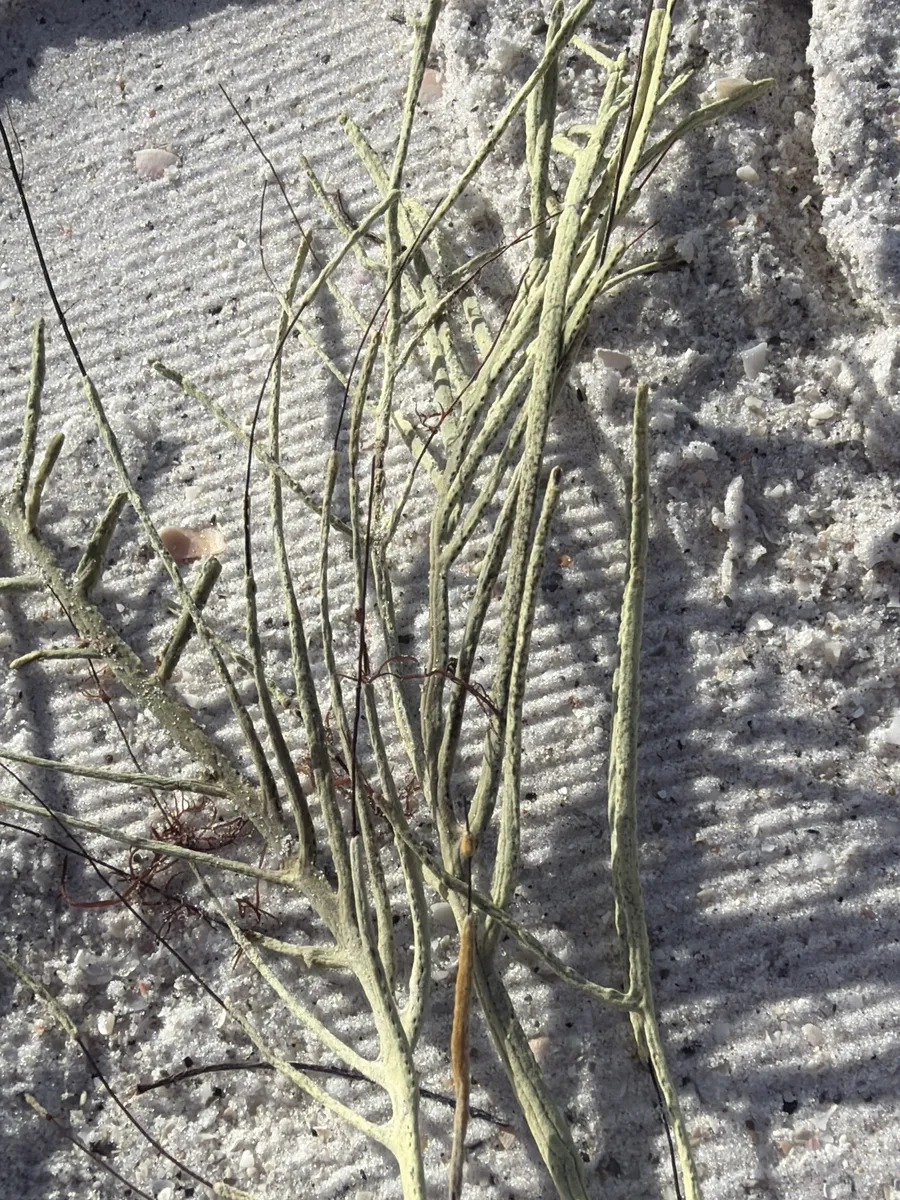 Miniatura: Antillogorgia (Antillogorgia sp.)