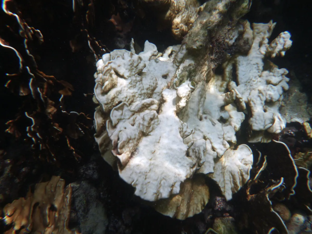 Miniatura: Heliopora (Heliopora coerulea)