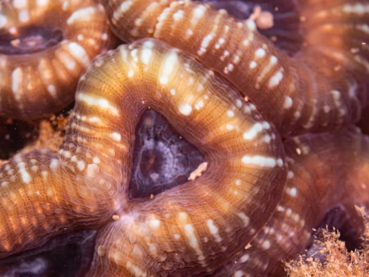 Lobophylliidae