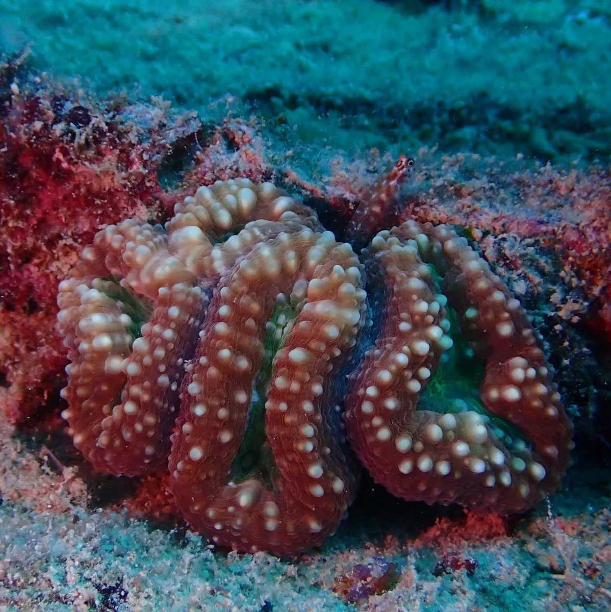 Miniatura: Acanthastrea (Acanthastrea echinata)