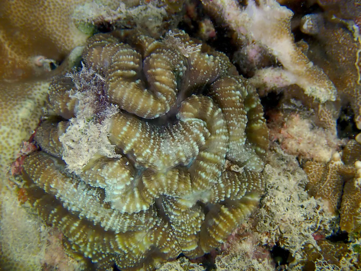 Miniatura: Acanthastrea (Acanthastrea echinata)