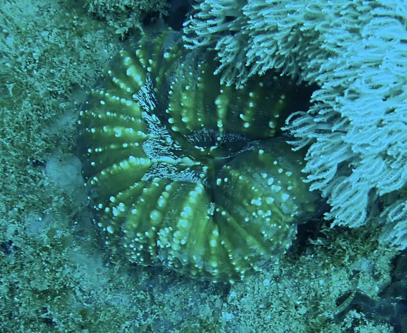 Miniatura: Acanthastrea (Acanthastrea echinata)