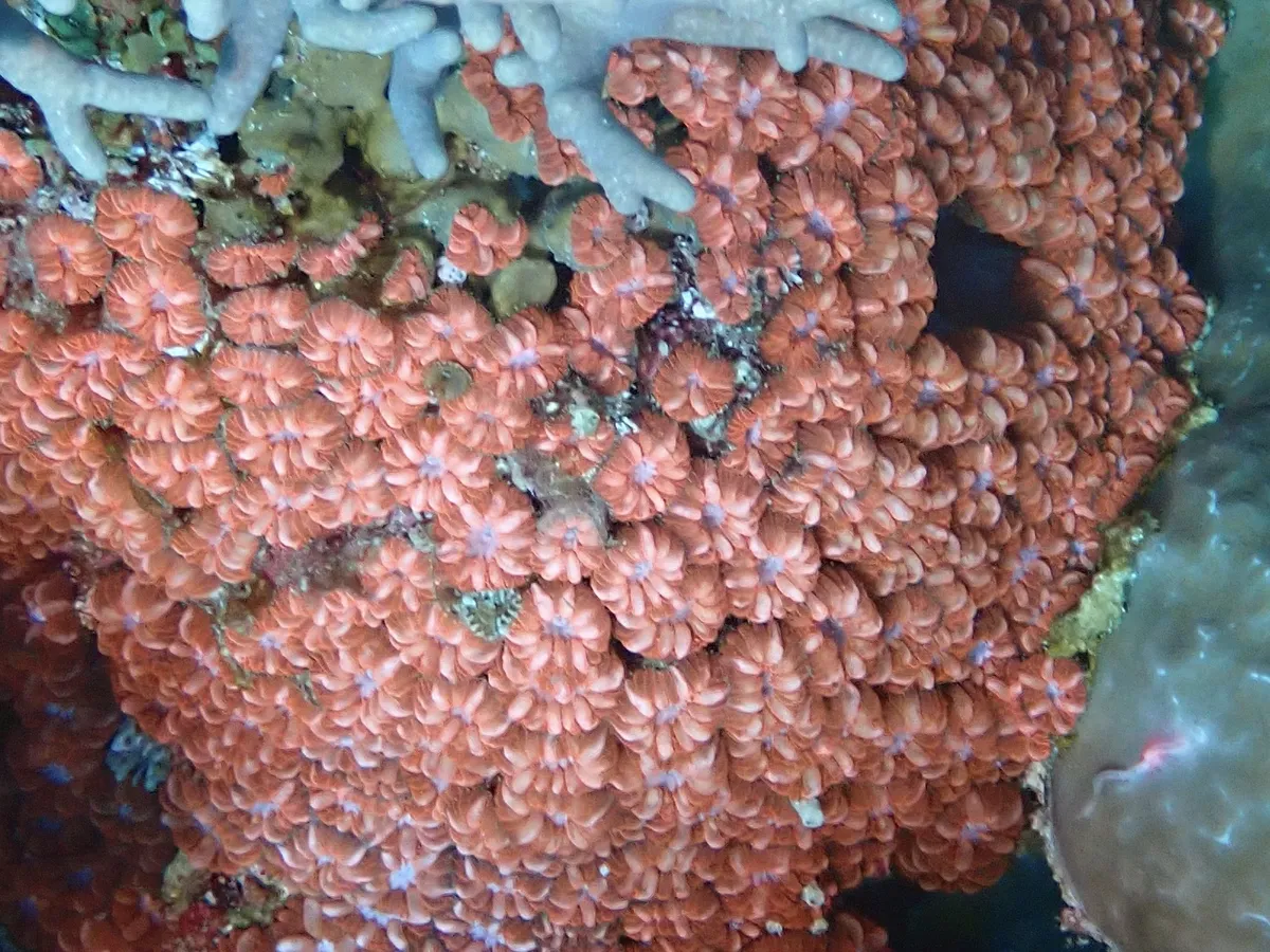 Blastomussa
