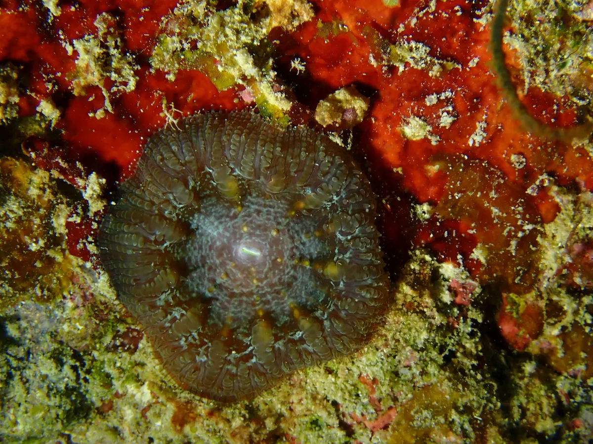 Miniatura: Blastomussa (Blastomussa merletti)