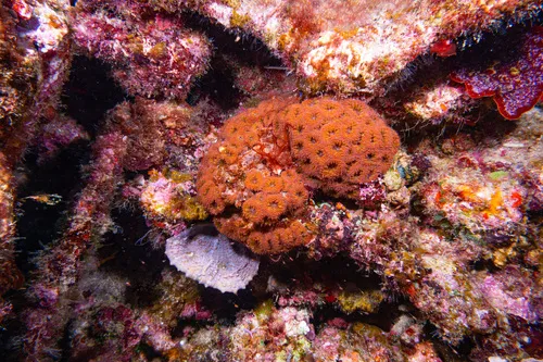 Miniatura: Blastomussa (Blastomussa merletti)