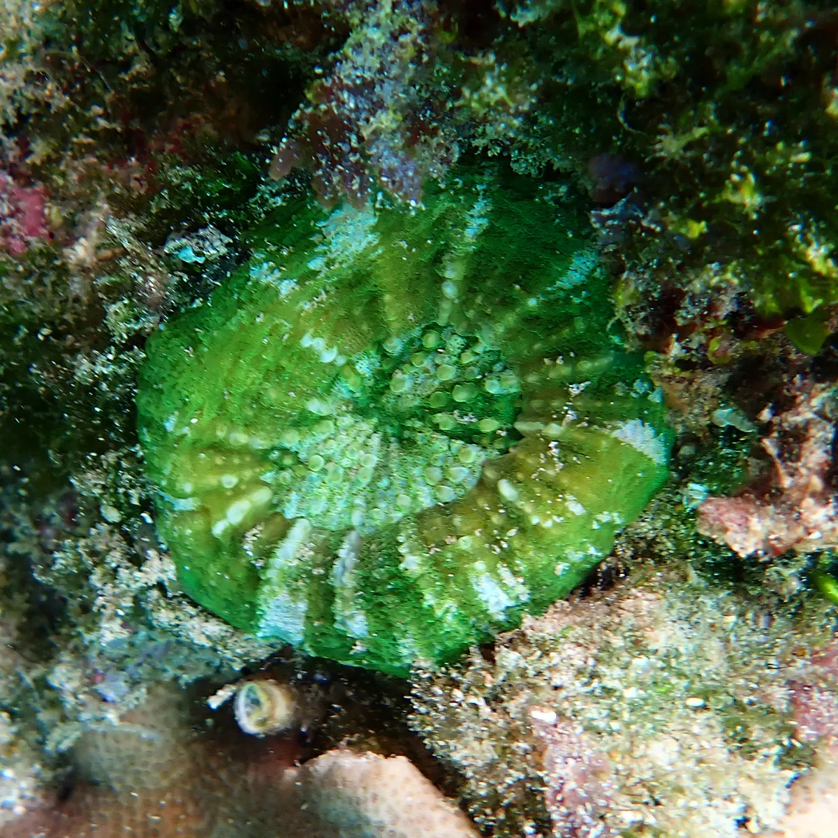 Homophyllia