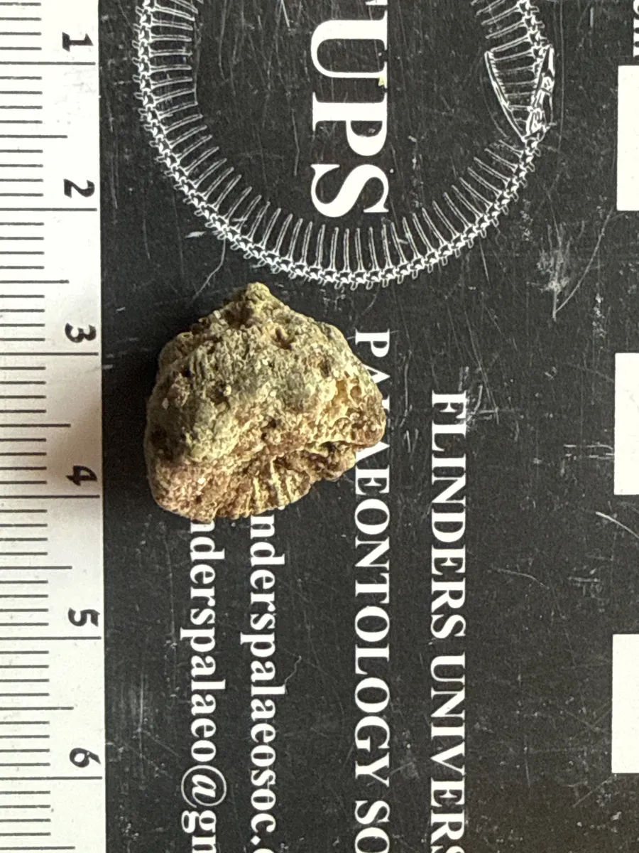 Miniatura: Homophyllia (Homophyllia australis)
