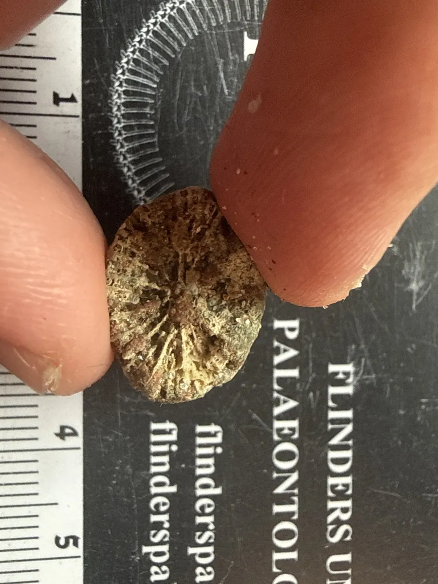 Miniatura: Homophyllia (Homophyllia australis)