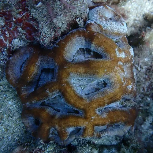 Miniatura: Homophyllia (Homophyllia australis)