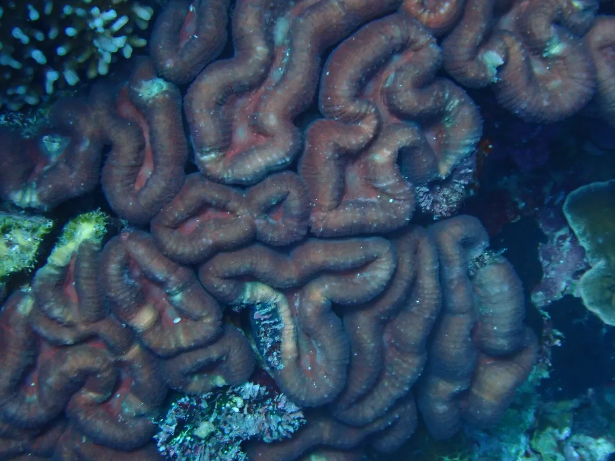 Lobophyllia (Lobophyllia sp.)