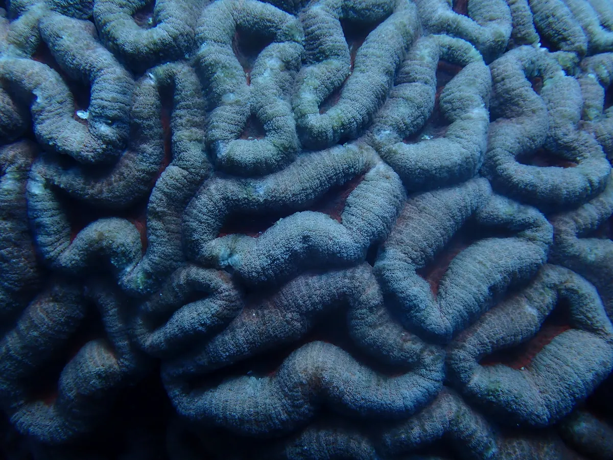 Miniatura: Lobophyllia (Lobophyllia sp.)