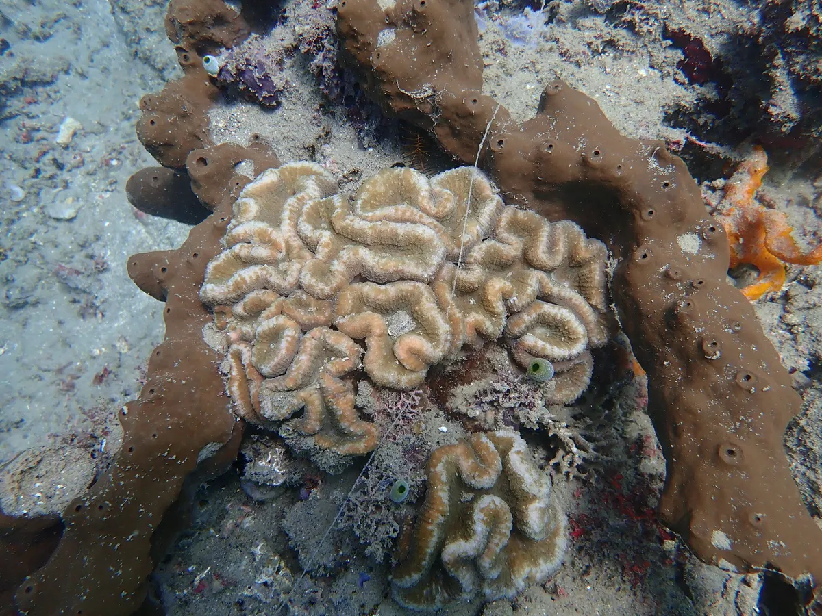 Miniatura: Lobophyllia (Lobophyllia sp.)