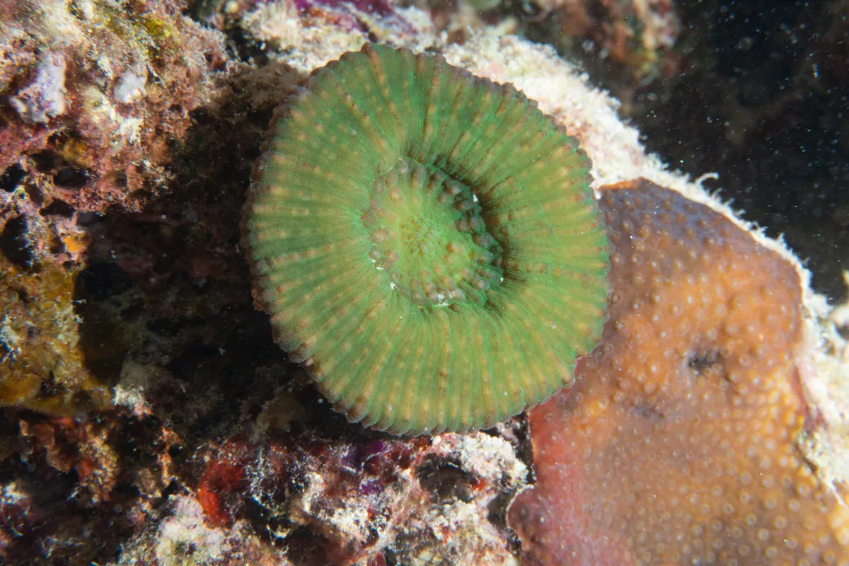 Miniatura: Lobophyllia (Lobophyllia sp.)