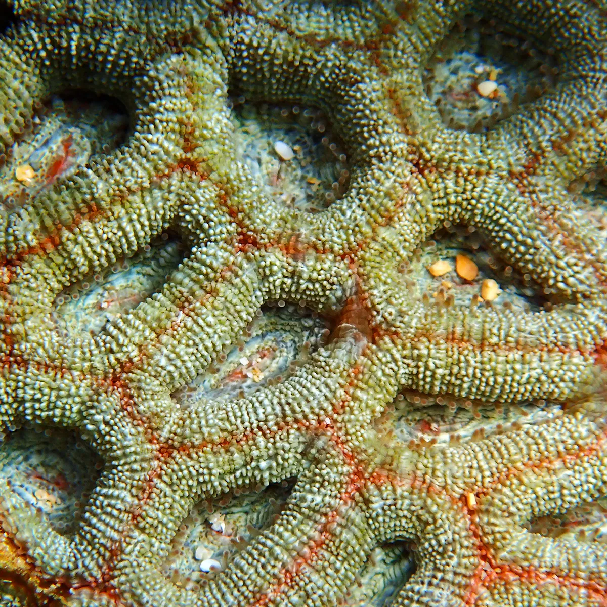 Micromussa (Micromussa lordhowensis)