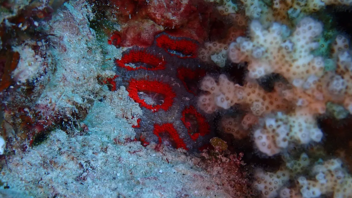 Miniatura: Micromussa (Micromussa lordhowensis)