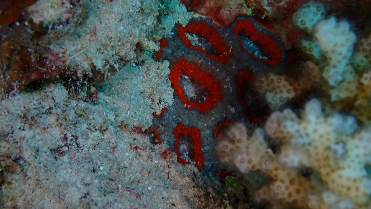 Miniatura: Micromussa (Micromussa lordhowensis)