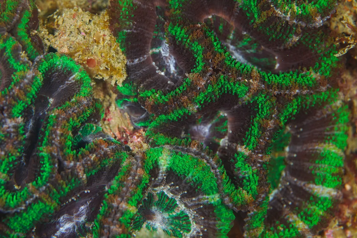 Miniatura: Micromussa (Micromussa lordhowensis)