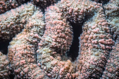 Symphyllia (Symphyllia sp.)