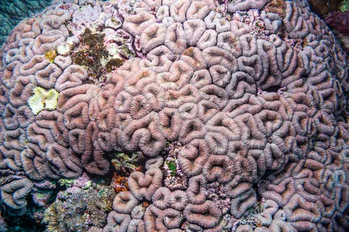 Miniatura: Symphyllia (Symphyllia sp.)