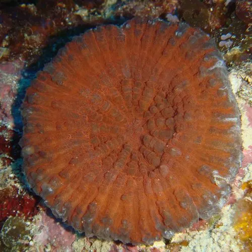 Miniatura: Symphyllia (Symphyllia sp.)