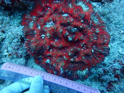Miniatura: Symphyllia (Symphyllia sp.)