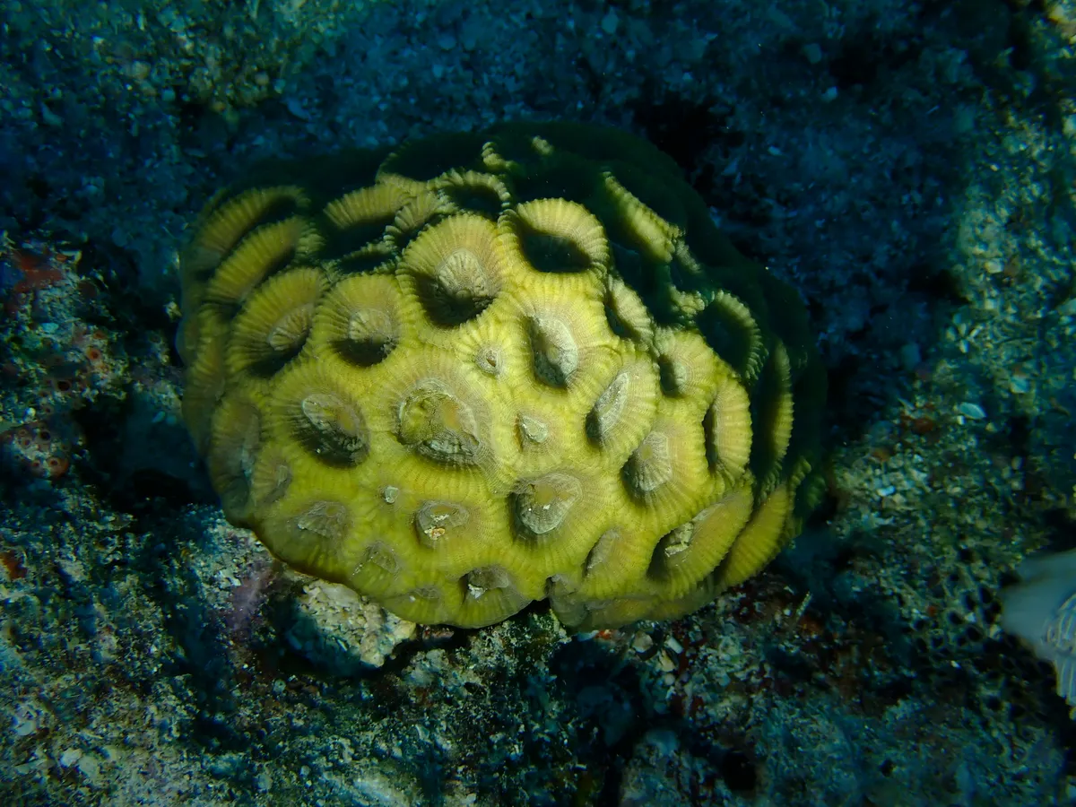 Merulinidae