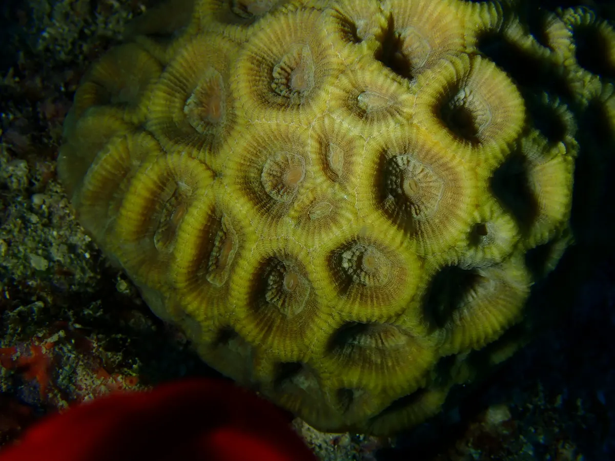 Miniatura: Favites (Favites sp.)