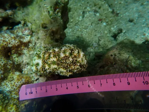 Miniatura: Favites (Favites sp.)