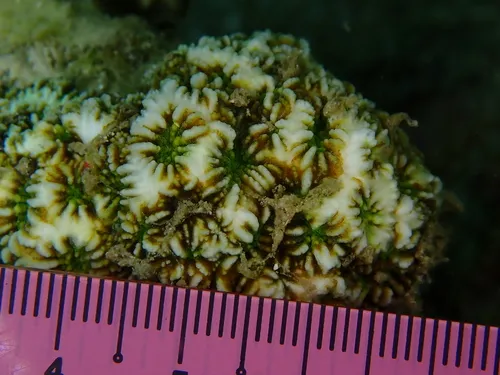 Miniatura: Favites (Favites sp.)