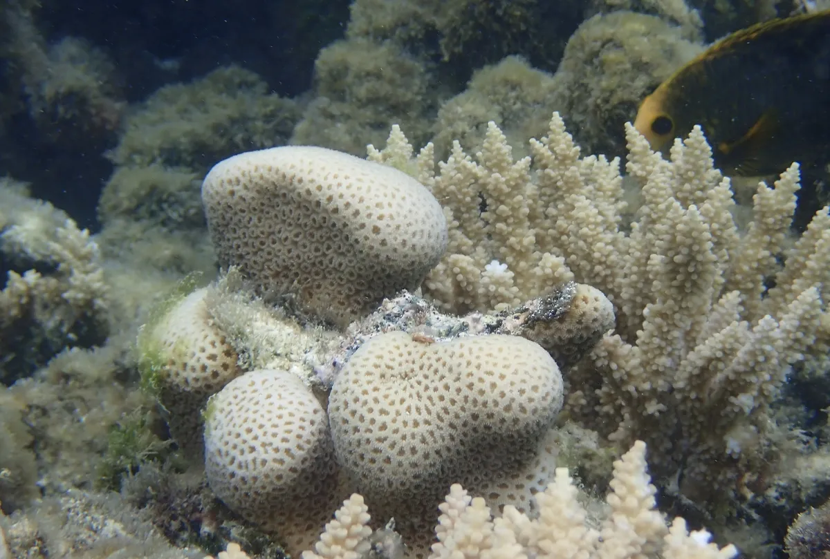 Goniastrea (Goniastrea sp.)