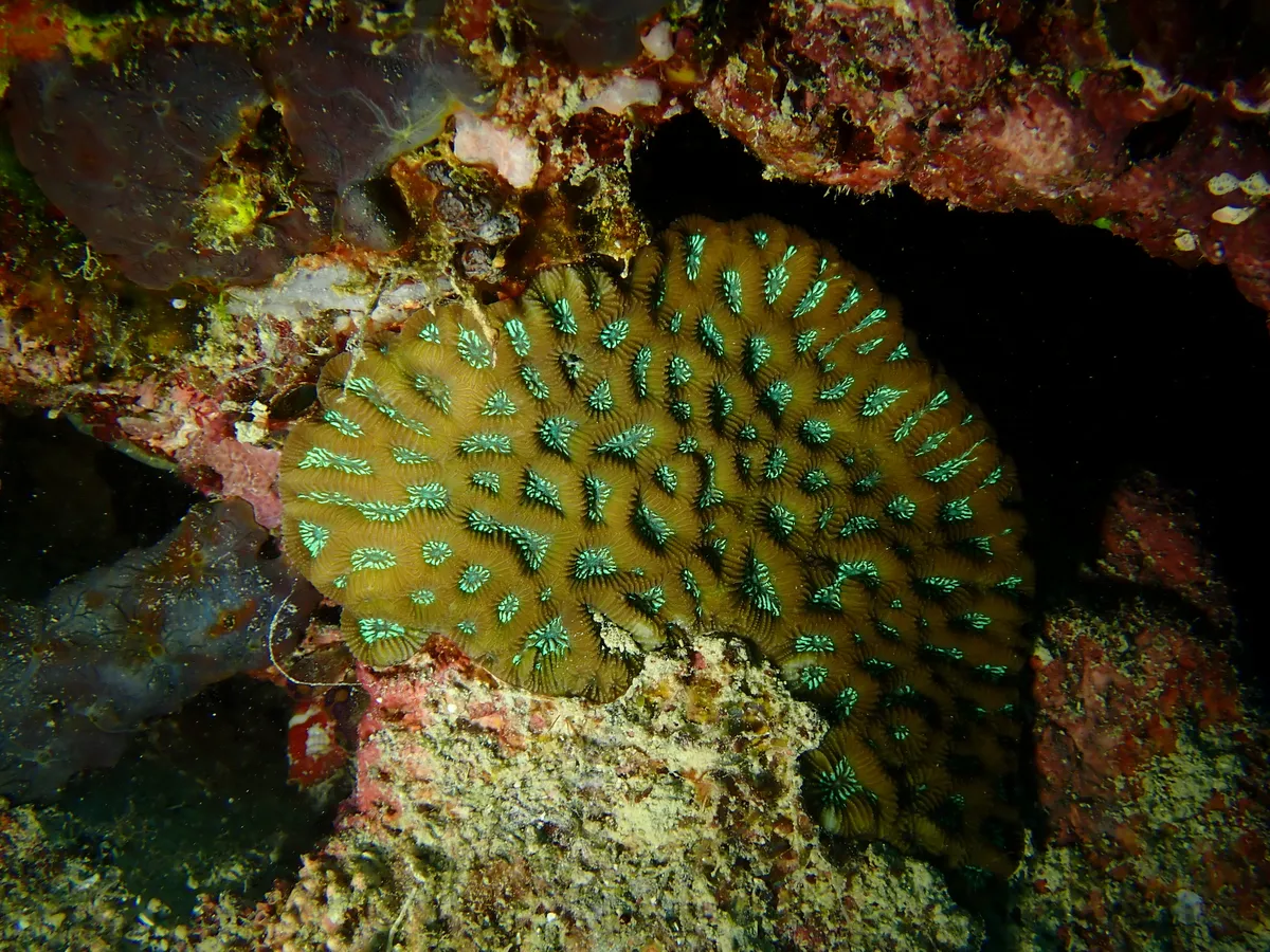 Miniatura: Goniastrea (Goniastrea sp.)