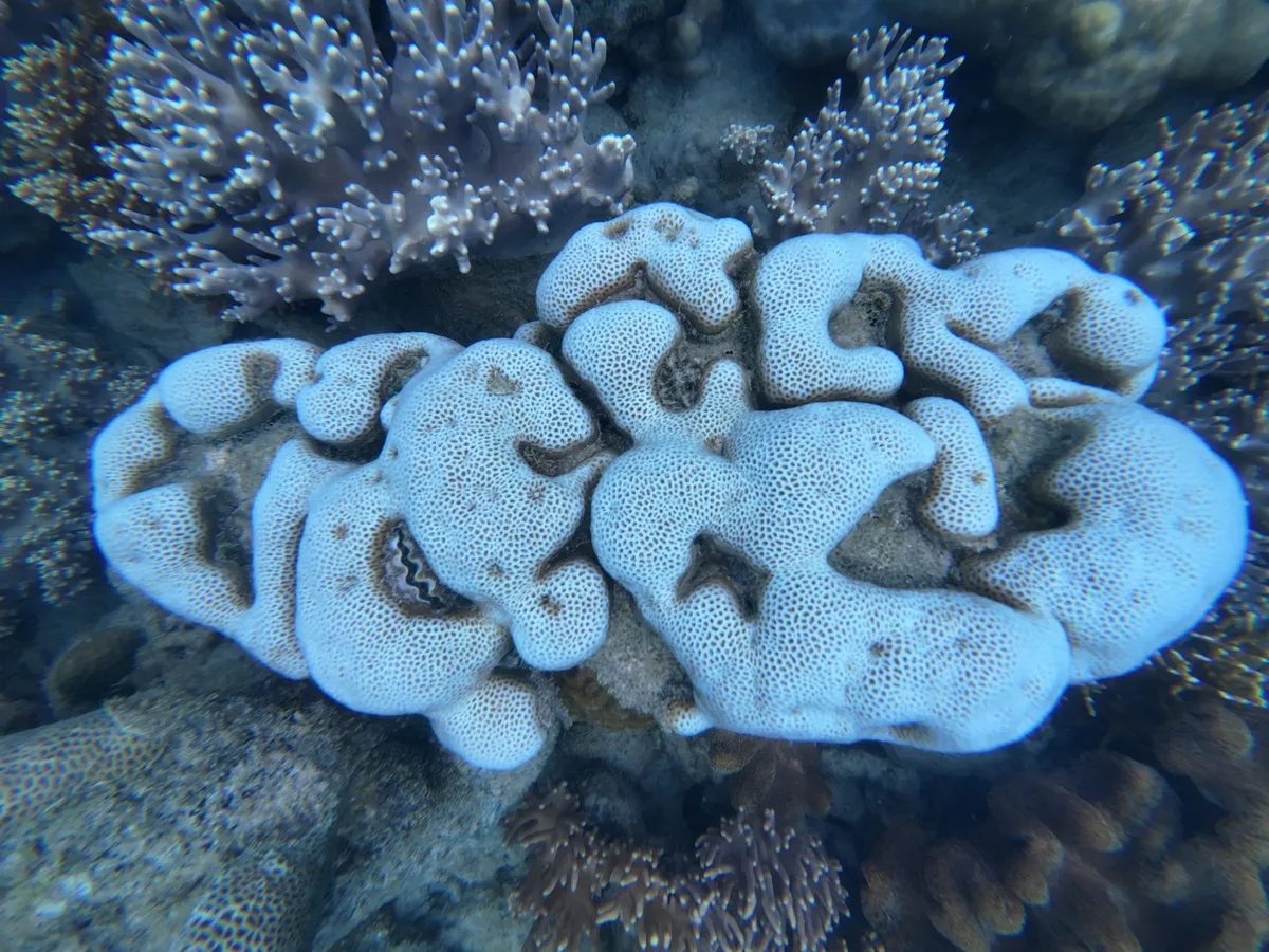 Miniatura: Goniastrea (Goniastrea sp.)