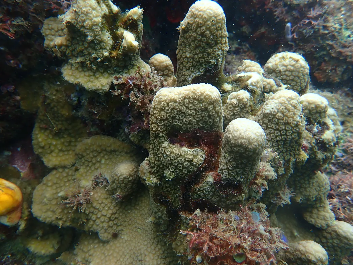 Miniatura: Goniastrea (Goniastrea sp.)