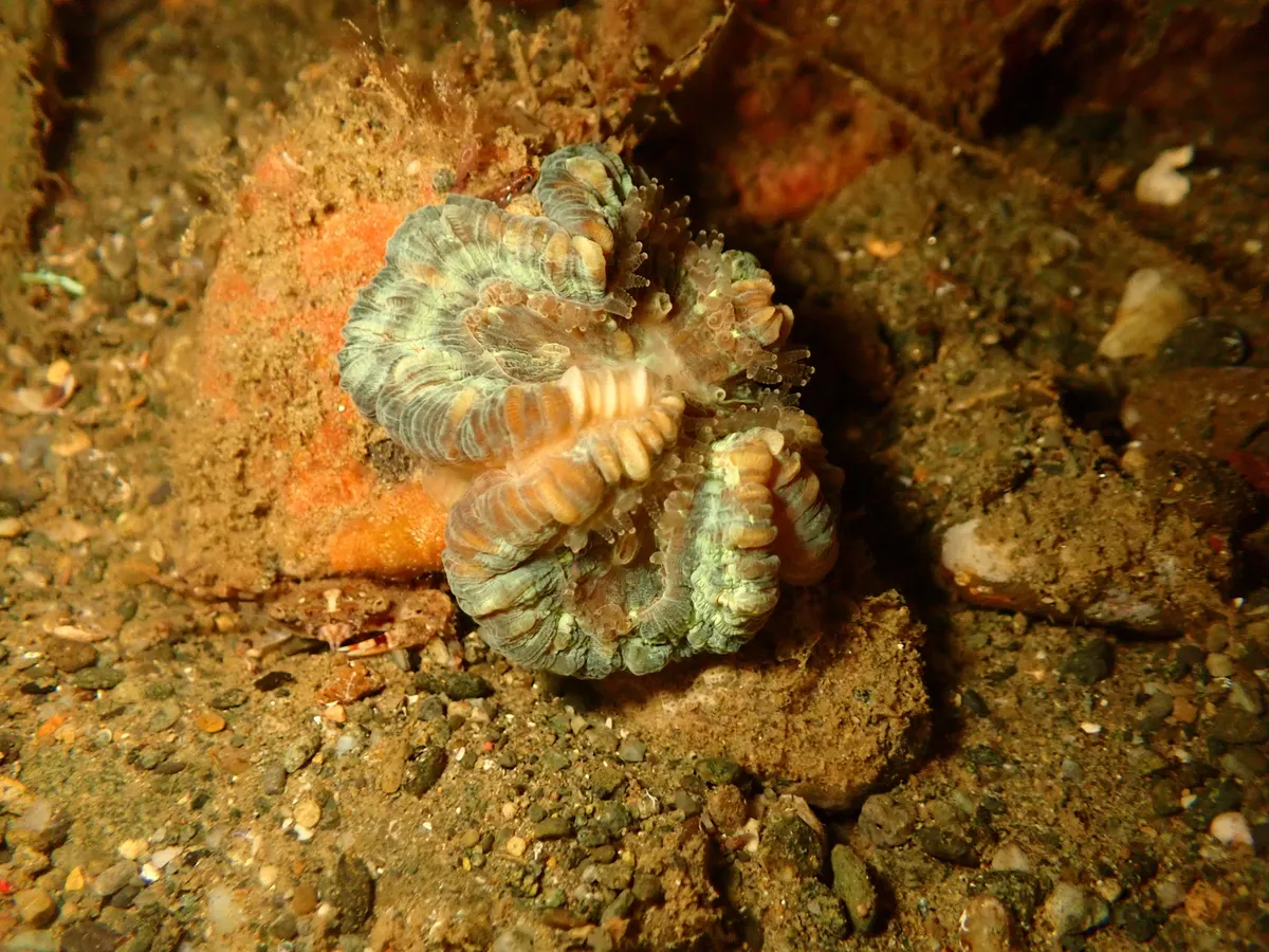 Trachyphyllia (Trachyphyllia geoffroyi)