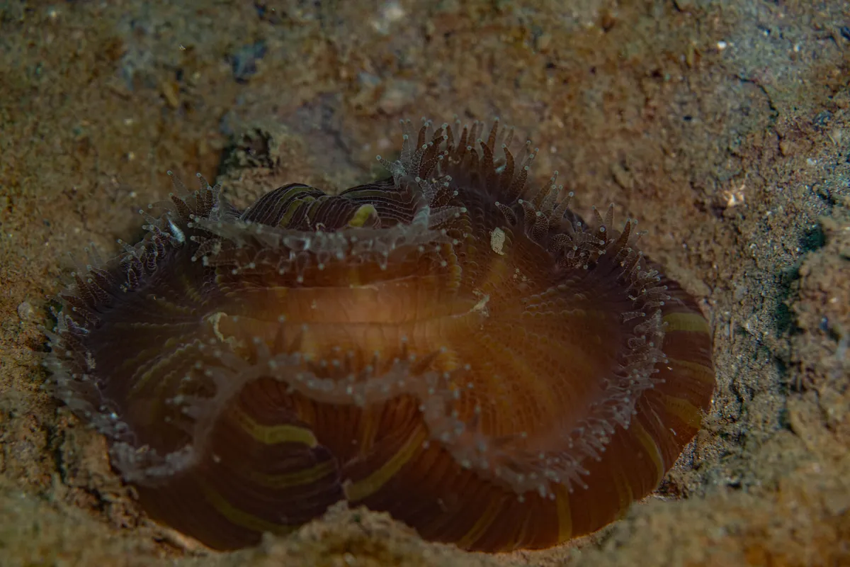 Miniatura: Trachyphyllia (Trachyphyllia geoffroyi)