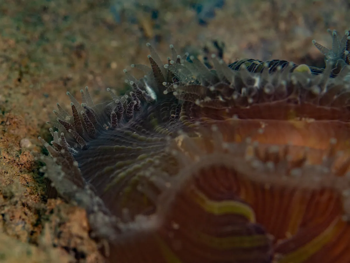 Miniatura: Trachyphyllia (Trachyphyllia geoffroyi)