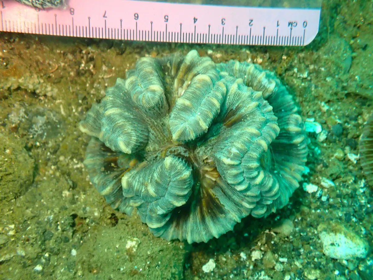 Miniatura: Trachyphyllia (Trachyphyllia geoffroyi)